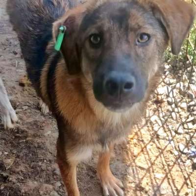 Tierschutzhunde suchen ein Zuhause-Beitrag-Bild