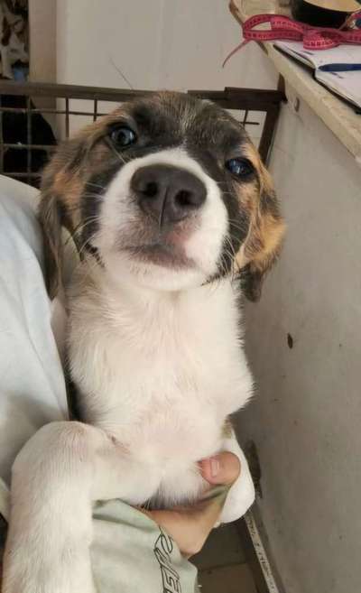 Tierschutzhunde suchen ein Zuhause-Beitrag-Bild