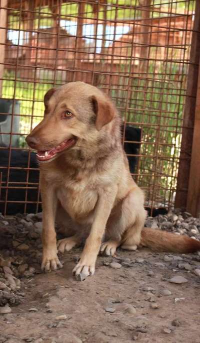 Tierschutzhunde suchen ein Zuhause-Beitrag-Bild