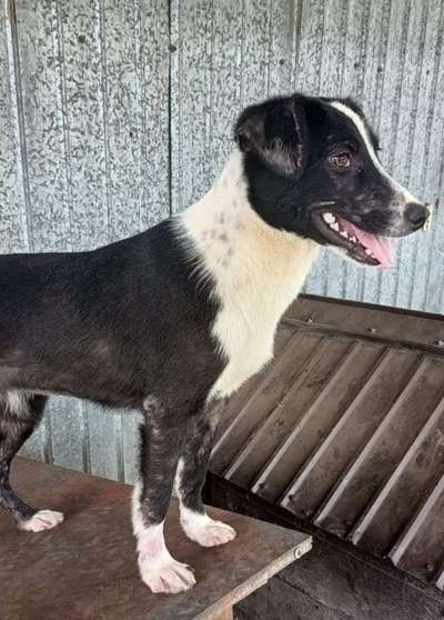 Tierschutzhunde suchen ein Zuhause-Beitrag-Bild