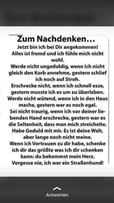 Auslandstierschutz-Beitrag-Bild