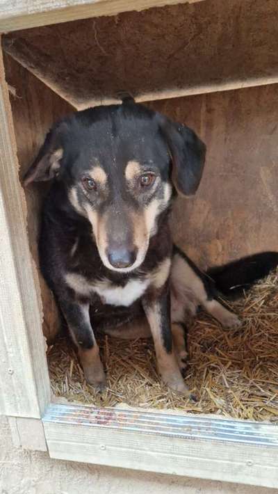 Tierschutzhunde suchen ein Zuhause-Beitrag-Bild