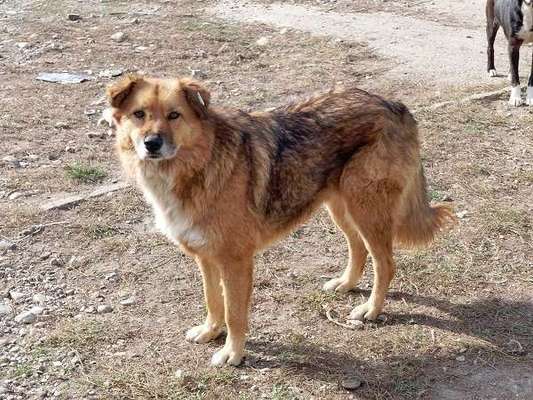 Tierschutzhunde suchen ein Zuhause-Beitrag-Bild