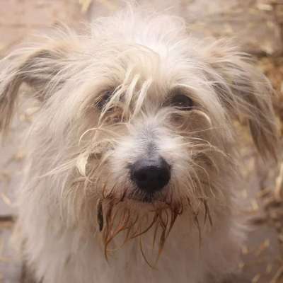 Tierschutzhunde suchen ein Zuhause-Beitrag-Bild