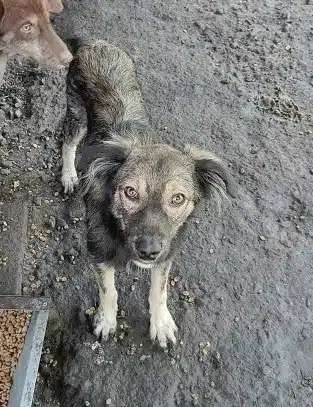 Tierschutzhunde suchen ein Zuhause-Beitrag-Bild