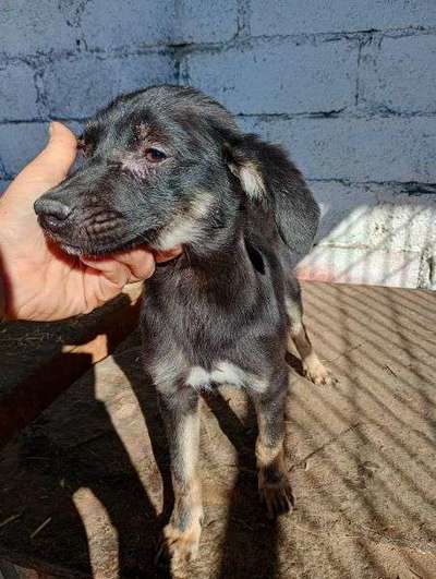 Tierschutzhunde suchen ein Zuhause-Beitrag-Bild