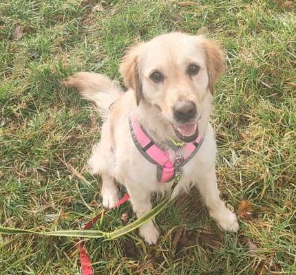 Tierschutzhunde suchen ein Zuhause-Beitrag-Bild