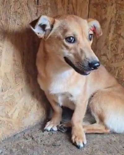 Tierschutzhunde suchen ein Zuhause-Beitrag-Bild