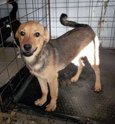 Tierschutzhunde suchen ein Zuhause-Beitrag-Bild