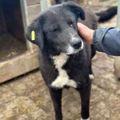 Tierschutzhunde suchen ein Zuhause-Beitrag-Bild