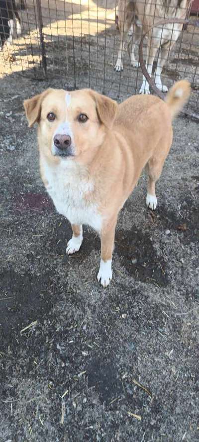 Tierschutzhunde suchen ein Zuhause-Beitrag-Bild