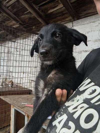 Tierschutzhunde suchen ein Zuhause-Beitrag-Bild