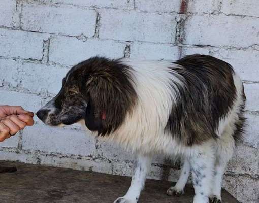 Tierschutzhunde suchen ein Zuhause-Beitrag-Bild