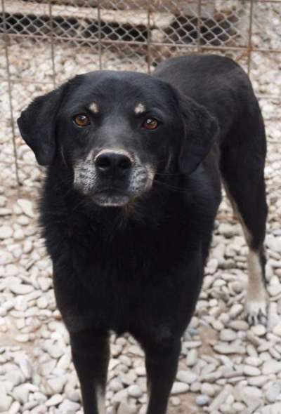 Tierschutzhunde suchen ein Zuhause-Beitrag-Bild