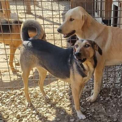 Tierschutzhunde suchen ein Zuhause-Beitrag-Bild