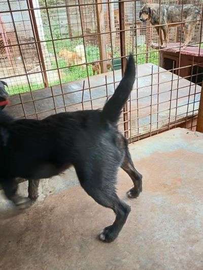 Tierschutzhunde suchen ein Zuhause-Beitrag-Bild