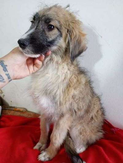 Tierschutzhunde suchen ein Zuhause-Beitrag-Bild