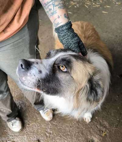 Tierschutzhunde suchen ein Zuhause-Beitrag-Bild