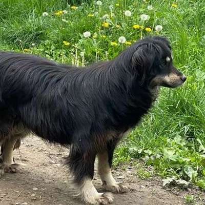 Tierschutzhunde suchen ein Zuhause-Beitrag-Bild