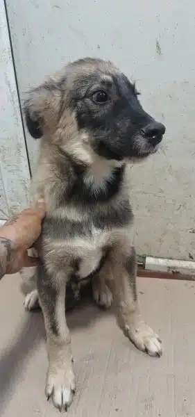 Tierschutzhunde suchen ein Zuhause-Beitrag-Bild