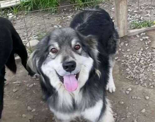 Tierschutzhunde suchen ein Zuhause-Beitrag-Bild