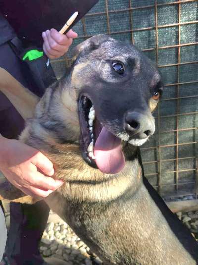 Tierschutzhunde suchen ein Zuhause-Beitrag-Bild