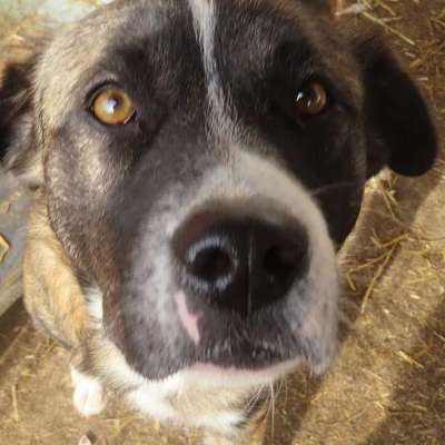 Tierschutzhunde suchen ein Zuhause-Beitrag-Bild