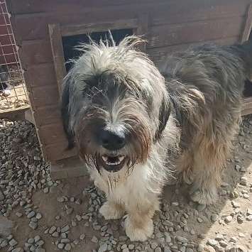 Tierschutzhunde suchen ein Zuhause-Beitrag-Bild