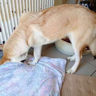 Tierschutzhunde suchen ein Zuhause-Beitrag-Bild