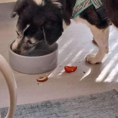 Zeigt her Eure Futternäpfe-Beitrag-Bild