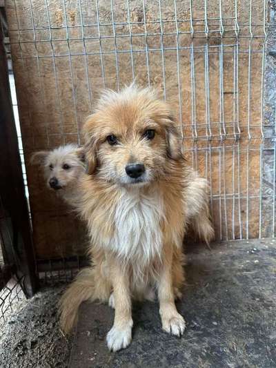 Tierschutzhunde suchen ein Zuhause-Beitrag-Bild