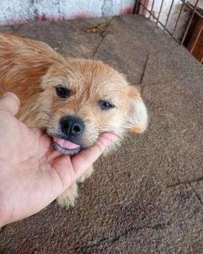 Tierschutzhunde suchen ein Zuhause-Beitrag-Bild