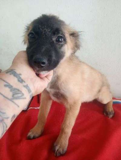 Tierschutzhunde suchen ein Zuhause-Beitrag-Bild