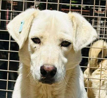 Tierschutzhunde suchen ein Zuhause-Beitrag-Bild