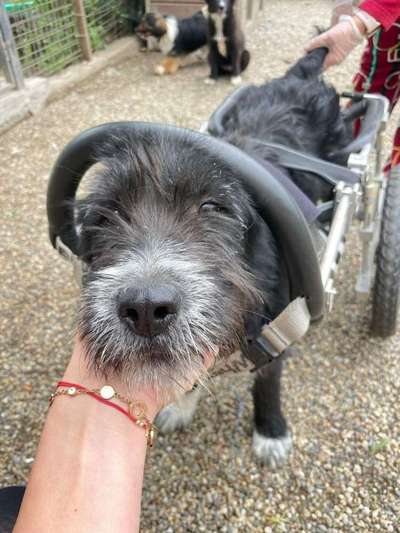 Tierschutzhunde suchen ein Zuhause-Beitrag-Bild