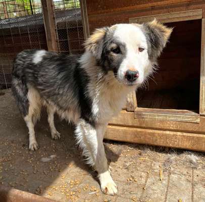 Tierschutzhunde suchen ein Zuhause-Beitrag-Bild