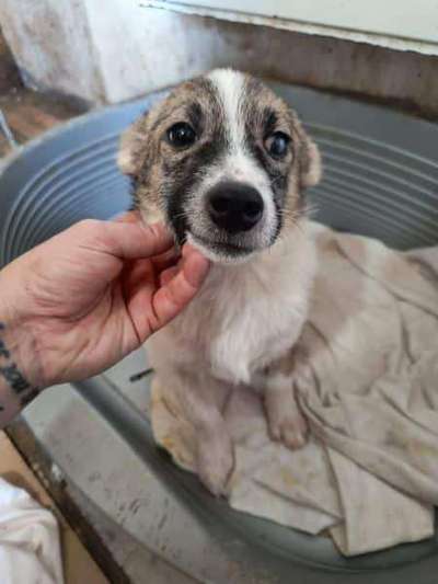 Tierschutzhunde suchen ein Zuhause-Beitrag-Bild