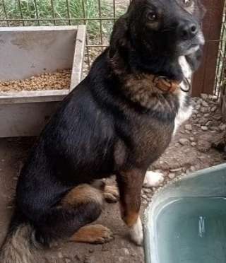 Tierschutzhunde suchen ein Zuhause-Beitrag-Bild