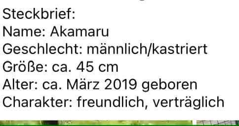 Tierschutzhunde suchen ein Zuhause-Beitrag-Bild