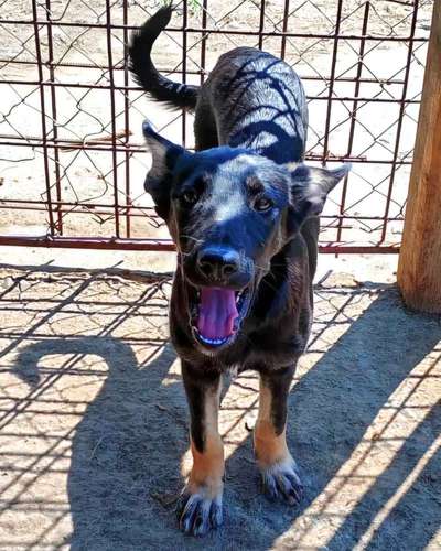 Tierschutzhunde suchen ein Zuhause-Beitrag-Bild