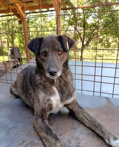 Tierschutzhunde suchen ein Zuhause-Beitrag-Bild