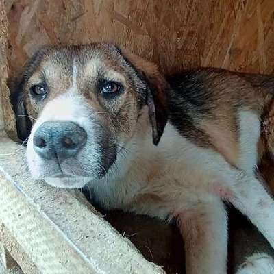 Tierschutzhunde suchen ein Zuhause-Beitrag-Bild