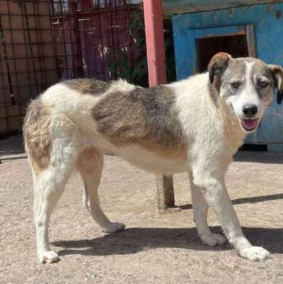 Tierschutzhunde suchen ein Zuhause-Beitrag-Bild