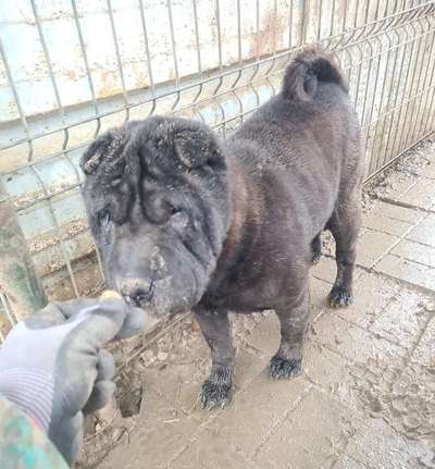 Tierschutzhunde suchen ein Zuhause-Beitrag-Bild