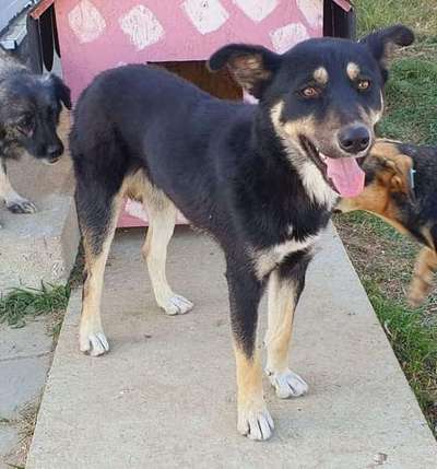 Tierschutzhunde suchen ein Zuhause-Beitrag-Bild