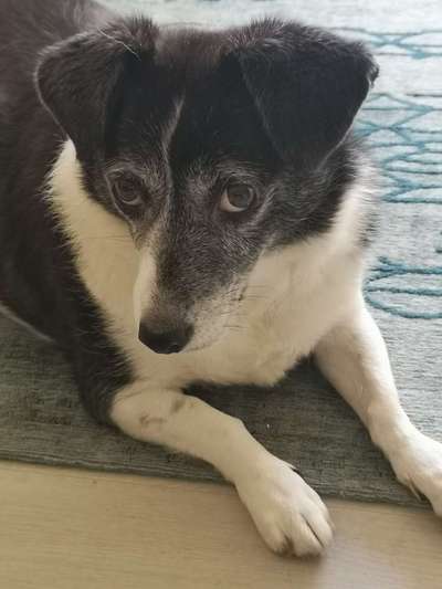 Auslandstierschutz-Beitrag-Bild