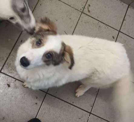 Tierschutzhunde suchen ein Zuhause-Beitrag-Bild