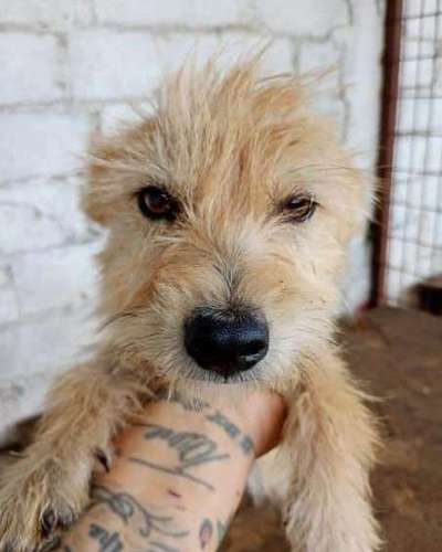 Tierschutzhunde suchen ein Zuhause-Beitrag-Bild