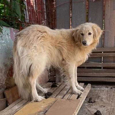Tierschutzhunde suchen ein Zuhause-Beitrag-Bild