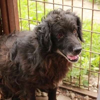 Tierschutzhunde suchen ein Zuhause-Beitrag-Bild